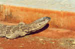 Water monitor visit our Okaukuejo Camp - Etosha, Namibia