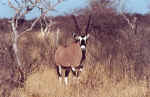 Oryx in Etosha, Namibia