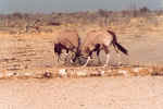 Oryx showing off in Etosha, Namibia