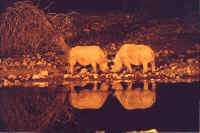 Black rhinos at Okaukuejo - Click for larger view