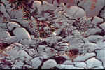 A dry river bed - Click to enlarge