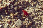 Sexy bug - Click to enlarge
