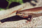 Skink visiting our camp in Palmwag, Namibia