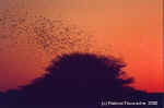 Red-billed qualeas taking off at sunset in Namutomi - Etosha, Namibia