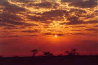 Etosha Sunrise - Click for a larger view