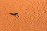 Toc Tokkie in the Namib Desert, Namibia