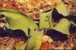 A Welwitschia Mirabilis