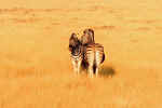 Zebras lolling on a golden sea - Etosha, Namibia