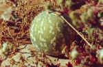 Tsamma Melon near Dune 17 - Namib Desert, Namibia