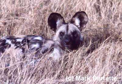 A wild dog pup 