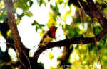 Black-collared Barbet - Click to enlarge