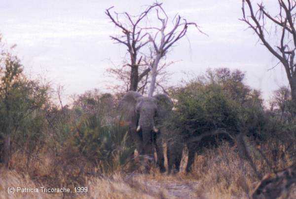Charging elephant