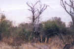 Charging.  An angry elephant mother in Moremi, Botswana - Click to enlarge