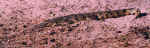 Nile crocodile by the Chobe River, Botswana