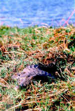 Nile crocodile by the Chobe River, Botswana