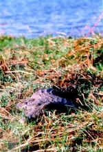 Crocodile - Click to enlarge