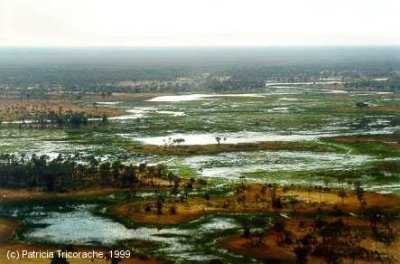 Aerial view of the Okavango, Botswana