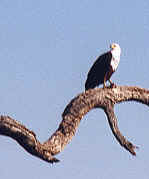 African fish eagle - Click to enlarge