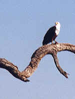 African fish eagle in Chobe, Botswana