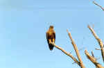 Eagle in Chobe, Botswana