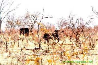 Elephants