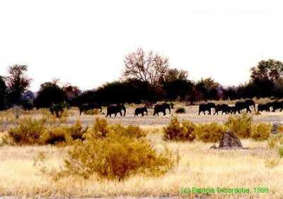 Elephant march