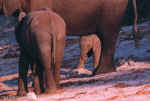 Baby elephant by the Chobe River - Click to enlarge