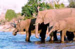 Pink elephants - Click to enlarge