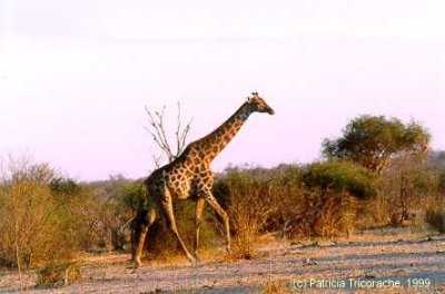 Giraffe