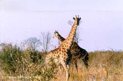 Giraffes