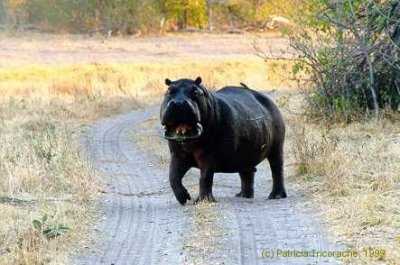 Agressive Hippo