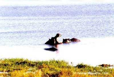 Hippos in Chobe Botswana