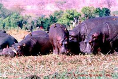 Hippos resting by the Chobe River, Botswana