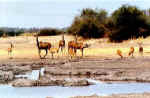 Kudus - Click on picture to enlarge