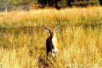 Lechwee - Click on picture to enlarge