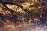 Leopard in Chobe, Botswana