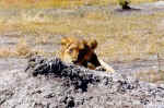 Lionesses - Click to enlarge