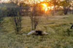 Lion at sunset - Chobe, Botswana