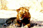 Don Juan at Gomoti, Botswana
