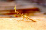 Praying Mantis in the shower, Gomoti Camp, Botswana