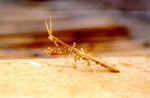 Praying Mantis - Click to enlarge