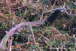 Rock monitor lizard by the Chobe River, Botswana