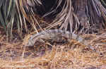 Water Monitor outside my tent in Gomoti, Botswana