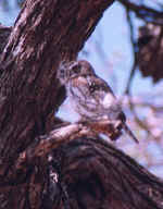 Pearl-spotted owl in Chobe, Botswana