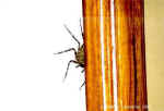 Wall Spider