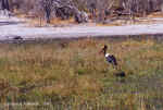 Saddlebilled stork in Chobe, Botswana