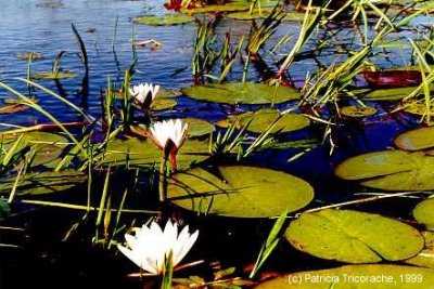 Waterlilies