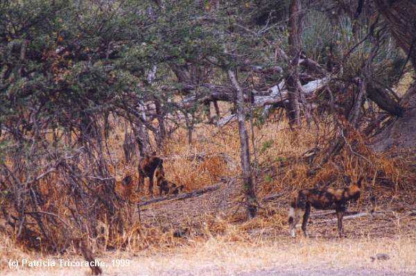 Wild dog pack in Moremi, Botswana