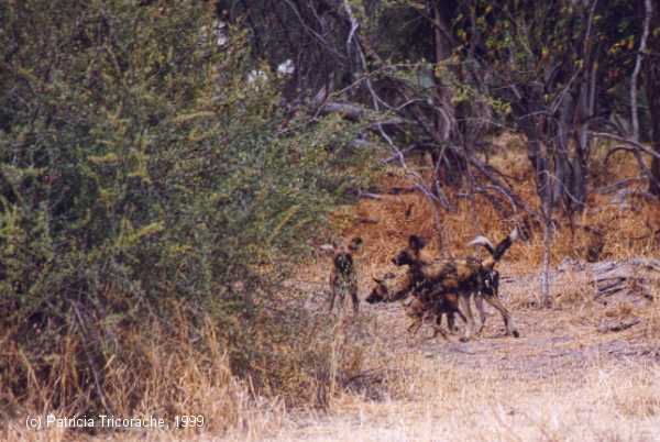 Wild dogs