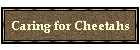 Caring for Cheetahs